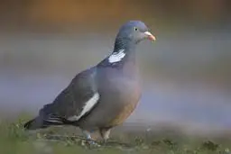 1John.jpg
